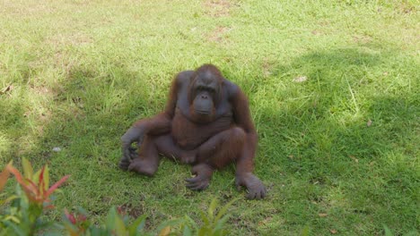 Playful-male-orangutan-sitting-on-grass-and-tossing-something-towards-camera