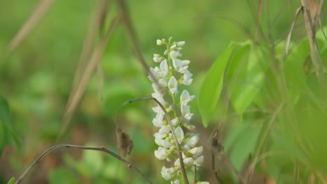 Nahaufnahme-Zarter-Weißer-Blüten-Auf-Einem-üppigen-Grünen-Feld,-Weicher-Fokus-Auf-Lebendigem-Laub