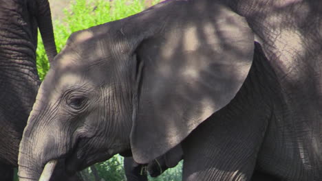 El-Elefante-Juvenil-Se-Alimenta-De-Hojas-Verdes-Mientras-Camina-Por-La-Sabana-Del-Este-De-África.
