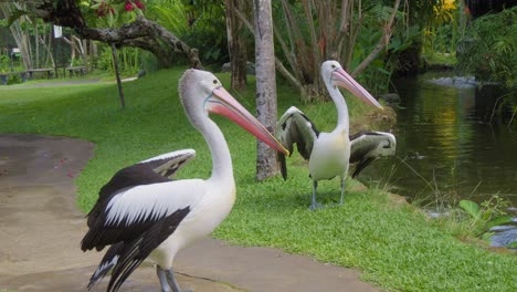 Zwei-Australische-Pelikane-Stehen-Auf-Dem-Gras-Im-Zoo