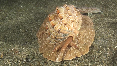 Large-sea-snail-called-articulate-harp-moves-over-sandy-seabed-toward-camera