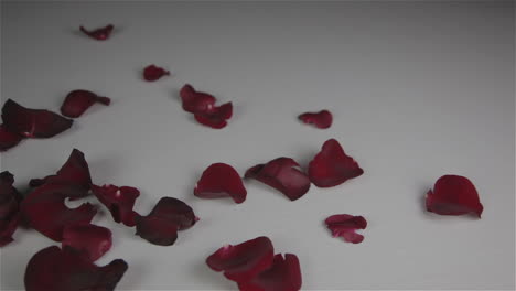 Red-rose-petals-falling-on-white-ground