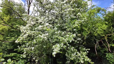 Beautiful-white-flowers-on-a-wild-Sambucus-bush-near-the-water-stream-in-rural-Ireland,-habitat-for-many-birds-and-insects