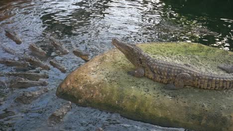 king-crocodile-eating-in-front-of-subjects