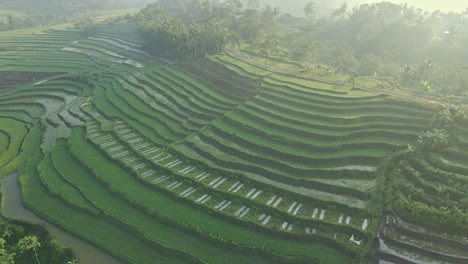 Vista-Aérea-De-La-Plantación-De-Terrazas-Verdes-De-Campos-De-Arroz-En-La-Mañana-Nublada