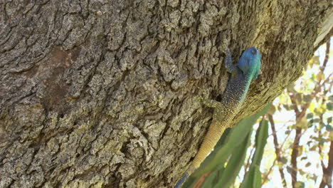 Agama-Del-árbol-Del-Sur-Se-Clava-En-La-Corteza-De-Un-árbol-Inclinado