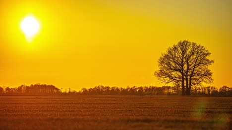 Tree-silhouette,-farmland-and-vibrant-sunset,-time-lapse-view