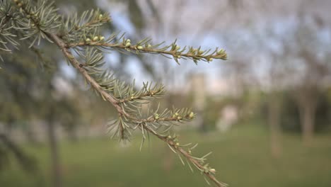 Trees-and-leaves-moving-in-cloudy-weather,-slow-motion