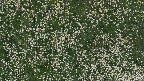 rising-flight-with-drone-with-overhead-view-in-a-meadow-full-of-flowers,-the-vast-majority-are-chamomile-flowers-Matricaria-recutita-alternating-with-other-yellow-ones,-there-is-a-green-background