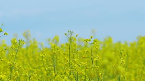 Ein-Feld-Mit-Gelben-Rapsblüten-In-Voller-Blüte-Unter-Einem-Klaren-Blauen-Himmel