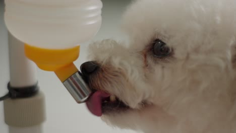 Primer-Plano-De-Un-Caniche-Toy-Blanco-Bebiendo-Agua-De-Paja-De-Plástico-De-Pelo-Rizado