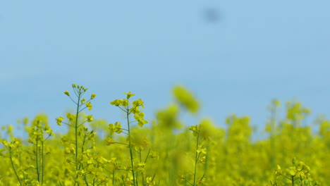 A-close-up-of-a-yellow-rapeseed-field-in-full-bloom-under-a-clear-blue-sky,-with-multiple-flowers-visible