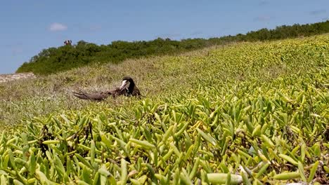 booby-bird-in-green-grass,-take-care-nest,-pan-right-beautiful-landscape,-Los-Roques-Archipelago