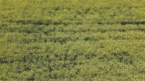 descent-flight-with-a-drone-over-a-plantation-of-rapeseed-plants-and-as-we-go-down-we-appreciate-the-intense-yellow-color-the-clarity-of-the-plants-to-an-almost-individual-degree