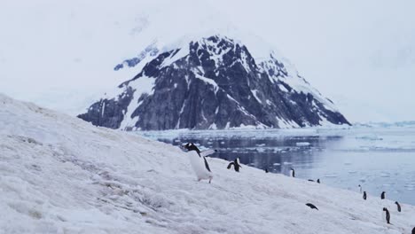 Cute-Penguin-Walking-on-Antarctica-Wildlife-Trip,-Antarctic-Peninsula-Animals-Winter-Mountains-Landscape-Scenery-and-Gentoo-Penguins-on-Snowy-Ice-and-Snow-Southern-Ocean-Sea-Scenery