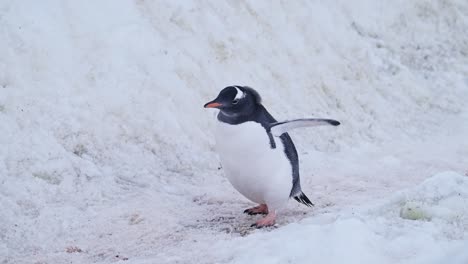 Antarctica-Wildlife,-Walking-on-Penguin-Highway-in-Snow,-Gentoo-Penguins-on-Antarctica-Wildlife-and-Animals-Trip-on-Antarctic-Peninsula,-Cute-Low-Angle-Shot-in-Snowy-Winter-Scenery