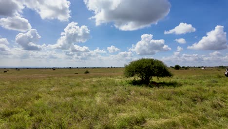 Group-of-Lions-Resting-in-the-Shadow-of-a-Tree-in-the-Savannah-wide-shot