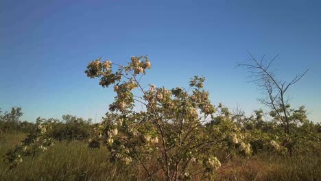 En-Primer-Plano-Un-árbol-Florece-Con-Flores-Blancas