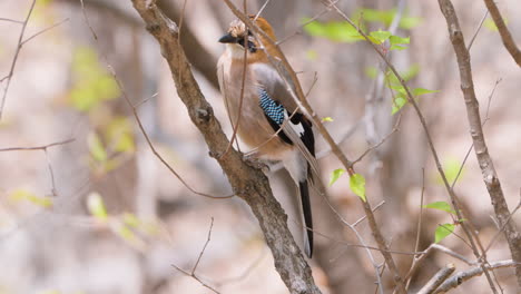 Eurasian-jay--Perched-on-a-tree