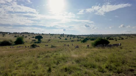 Vast-savanna-with-blue-sky-and-zebras