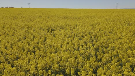 low-flight-with-a-drone-over-a-plantation-of-rapeseed-plants,-clearly-appreciating-the-intense-yellow-color-and-the-heads-of-the-flowered-plants-full-of-petals-with-the-sky-in-the-background