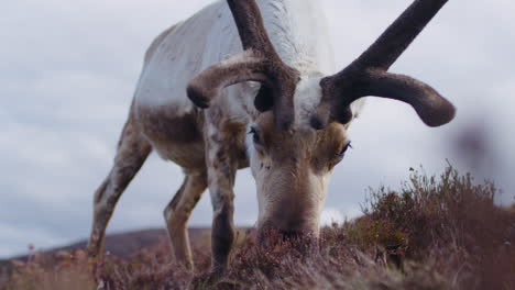 Male-Reindeer-grazing-in-the-Cairngorms,-Scotland-with-colorful-tundra-in-the-background,-close-up-slomo