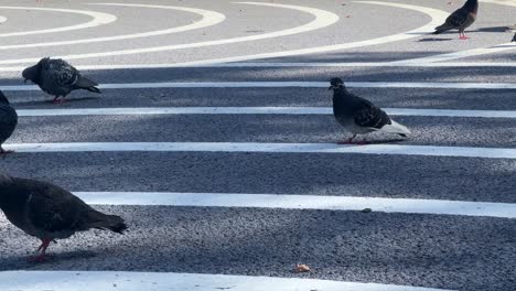 Pigeons-crossing-a-zebra-crossing-in-an-urban-setting,-sunlight-illuminating-the-scene