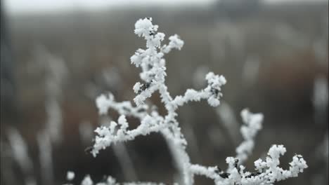 Frozen,-frost-covered-grass-on-cold-winter-morning-in-cinematic-slow-motion