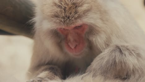 Japanese-Macaque-Grooming-Itself
