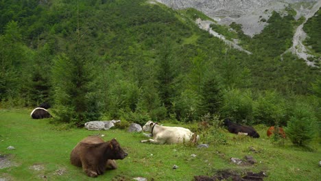 Herde-Alpiner-Kühe-Ruhen-Im-Gosauseewald