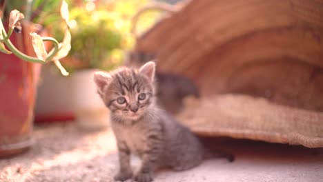 Cute-small-baby-cats-litter-at-basket-learning-to-walk-outdoors