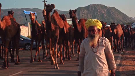 Un-Hombre-Pastor-De-Camellos-Que-Trae-Su-Rebaño-De-Camellos-Para-La-Feria-De-Camellos-De-Pushkar.