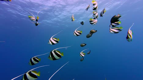 Gelb-weiß-schwarze-Fischschwärme-Schwimmen-Im-Blauen-Meer,-Taucherlebnis-Unter-Wasser