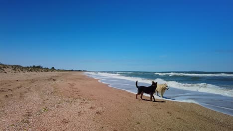 Zwei-Hunde-Spielen-Bei-Sonnigem-Wetter-Am-Ufer-Des-Asowschen-Meeres-Vor-Dem-Hintergrund-Eines-Blauen-Himmels-4k