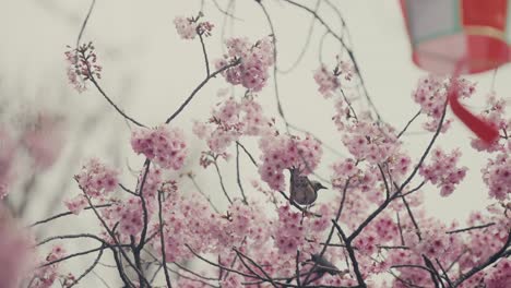 Pájaro-Bulbul-De-Orejas-Marrones-En-El-árbol-De-Sakura-En-Flor-En-Tokio,-Japón