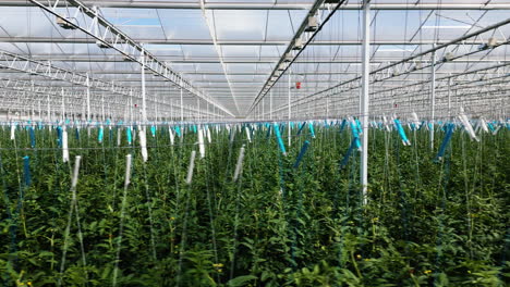 Endless-lines-of-tomato-plants-growing-inside-massive-greenhouse,-side-view