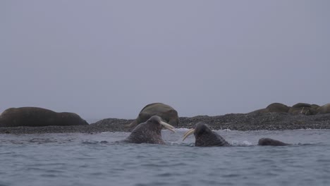 Ein-Paar-Männliche-Walrosse-Kämpfen-Im-Wasser-Des-Arktischen-Ozeans-Am-Strand,-Wo-Die-Herde-Ruht,-Zeitlupe