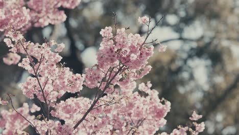 Rosa-Kirschblüten-Blühen-Im-Frühling-In-Tokio,-Japan