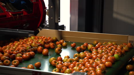Fábrica-Industrial-Para-Clasificar-Tomates-Recién-Cultivados,-Vista-En-Movimiento