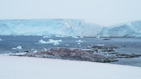 Penguin-Colony-in-Antarctica-Landscape-Scenery,-Gentoo-Penguins-in-the-Snow-while-Snowing-in-Cold-Windy-Weather,-Antarctic-Peninsula-Wildlife-and-Animals-in-Winter-with-Icebergs-and-a-Glacier