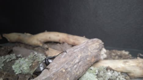 Video-of-a-Mexican-Hercules-Beetle-in-a-branch