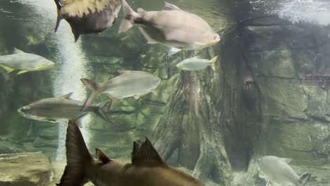Große-Und-Kleine-Fische-Im-Aquarium