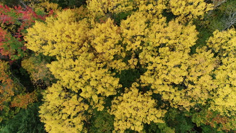 Overhead-drone-shot-of-a-cluster-of-bright-yellow-aspen-trees