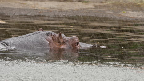 Primer-Plano-De-Hipopótamo-Hundirse-En-El-Agua.