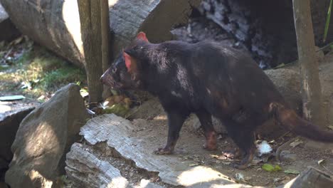 A-Tasmanian-devil-wondering-around-its-surrounding-environment,-slowly-walking-into-hollow-wood,-close-up-shot-of-a-carnivorous-marsupial,-native-Australian-wildlife-species