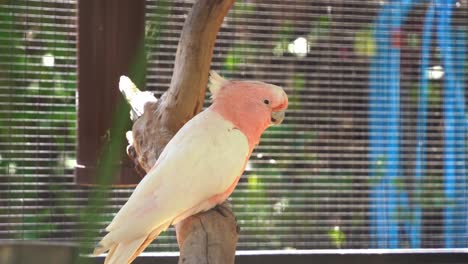 Ein-Gesprächiger-Großer-Mitchell-Kakadu,-Cacatua-Leadbeateri,-Mit-Seinem-Lachsrosa-Aussehen,-Gesichtet-In-Gefangenschaft-In-Einem-Wildtierzoo