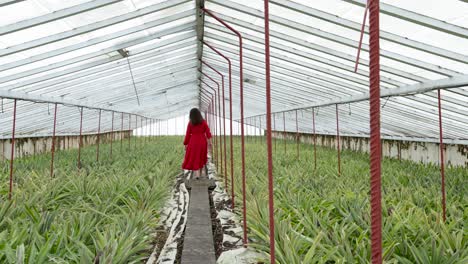 Ananas-Gewächshaus-Auf-Den-Azoren,-Brünette-Im-Roten-Kleid-Läuft-Barfuß