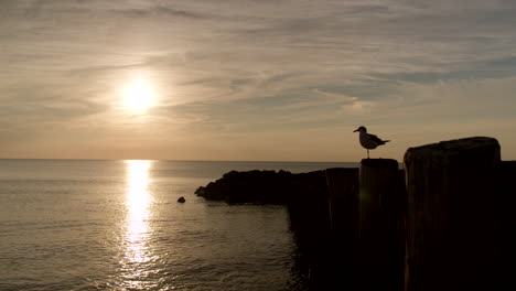 Seagullle-Silhouette-Leaves-Perch-at-New-Jersey-Bay-at-Sunset-in-Slow-Motion