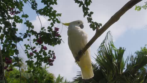 A-still-shot-of-a-White-cockatoo-perched-gracefully-on-a-branch,-with-the-sky-and-lush-green-tree-branches-in-the-background,-captured-from-a-low-angle-lateral-perspective