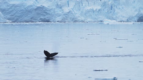 Cola-De-Ballena-Jorobada-En-Cámara-Lenta,-Vida-Silvestre-Antártica-De-Ballenas-Emergiendo,-Soplando-Y-Respirando-Aire-A-Través-Del-Orificio-De-Ventilación,-Vida-Silvestre-Buceando-En-La-Península-Antártica-Agua-De-Mar-Del-Océano-Sur